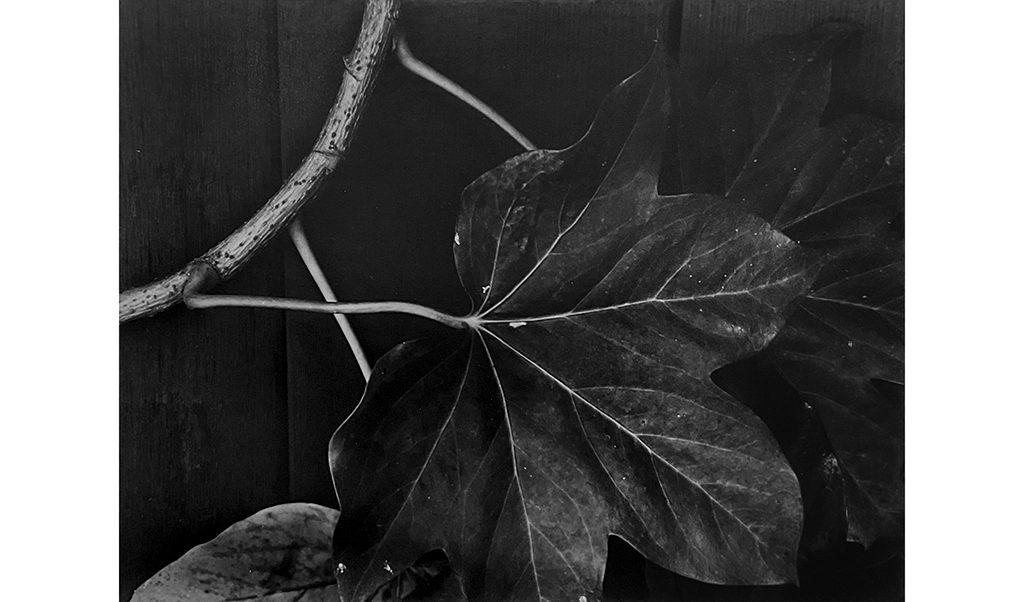 black and white photo of a leaf on a branch