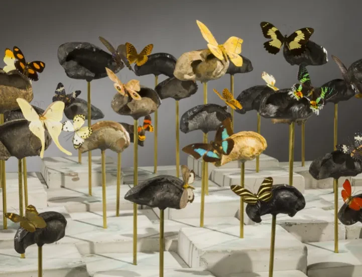 Photo of Dario Robleto's American Seabed artwork, featuring unconventional materials like fossilized whale ear bones and butterflies, whose antennae are crafted from stretched audiotape recordings of Bob Dylan’s “Desolation Row"