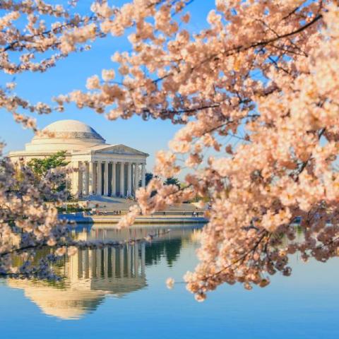 Photo cherry blossoms at the Tidal Basin with the Jefferson Memorial in the background (shutterstock)