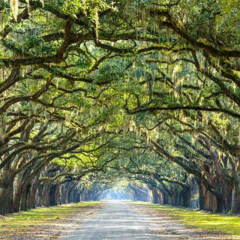 Wormsloe