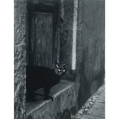 black and white photo of a black cat peeking out of a stone doorway