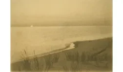 photo of a shoreline with plants in the foreground