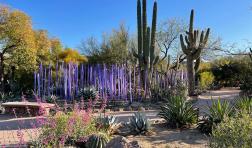 Desert Botanical Garden