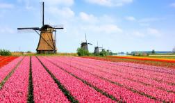 Tulips and Windmill