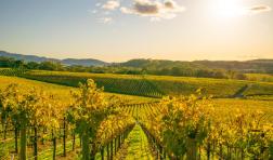 iStock-627285362 NAPA